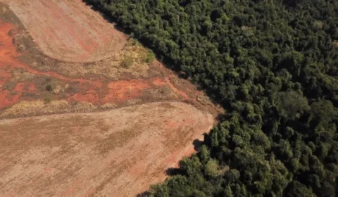 Desmatamento no Brasil cai mais de 20% e fica abaixo de 1 milhão de hectares pela primeira vez desde 2019