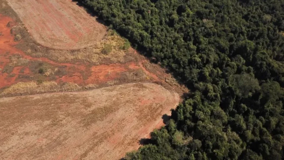 Desmatamento no Brasil cai mais de 20% e fica abaixo de 1 milhão de hectares pela primeira vez desde 2019