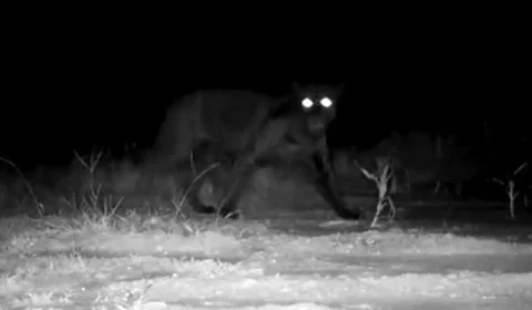 Onça rara é flagrada no oeste da Bahia