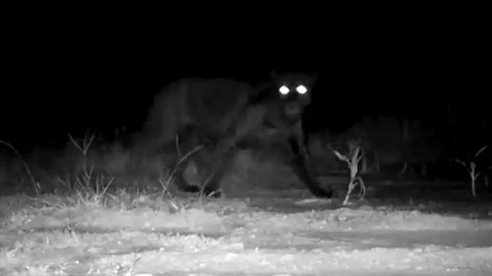 Onça rara é flagrada no oeste da Bahia