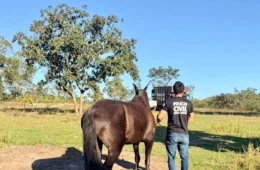 Égua furtada no Piauí é localizada em fazenda de MG