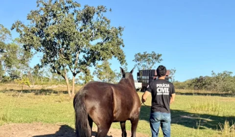 Égua furtada no Piauí é localizada em fazenda de MG