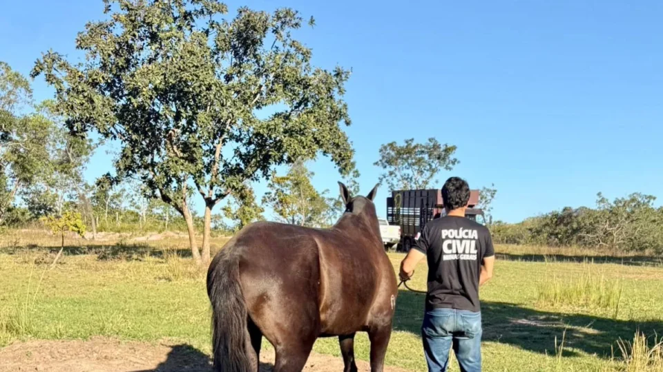 Égua furtada no Piauí é localizada em fazenda de MG