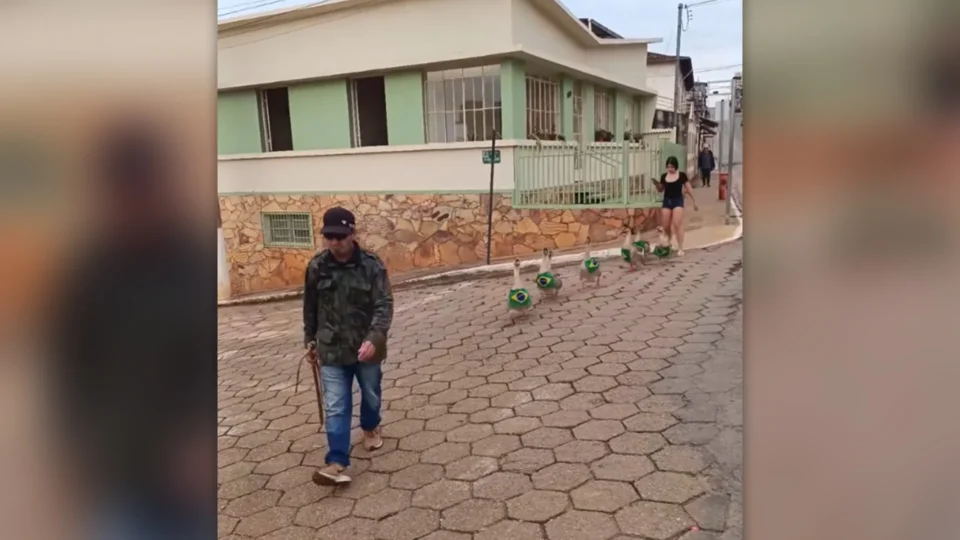 Gansos desfilam com bandeiras do Brasil e viralizam em cidade de Minas
