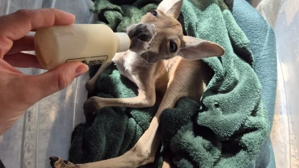Rejeitada pela mãe, filhote de canguru ganha nova família e comove visitantes em parque de SP