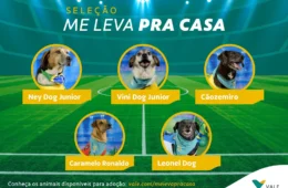 De olho no hexa: pets viram “craques” em campanha de adoção e buscam uma vaga no coração dos mineiros