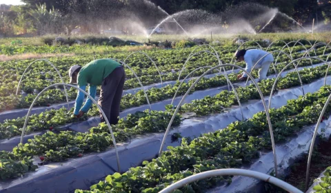Região Nordeste cresce na agricultura orgânica mesmo com queda inédita no setor