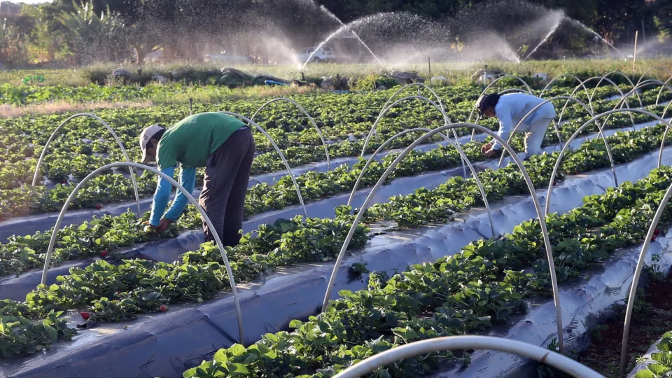 Região Nordeste cresce na agricultura orgânica mesmo com queda inédita no setor