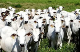 EUA colocam pecuária brasileira em lista “suja” por trabalho forçado, mas poupam carne bovina de restrições