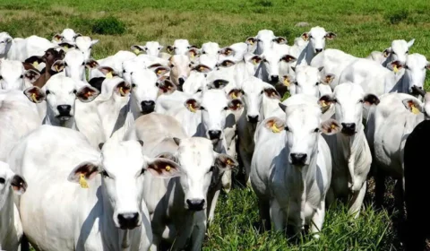 EUA colocam pecuária brasileira em lista “suja” por trabalho forçado, mas poupam carne bovina de restrições