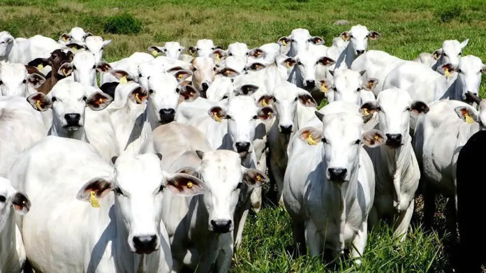 EUA colocam pecuária brasileira em lista “suja” por trabalho forçado, mas poupam carne bovina de restrições