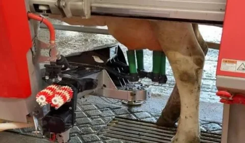 Robôs de ordenha ganham espaço nas fazendas e transformam a produção de leite no Brasil