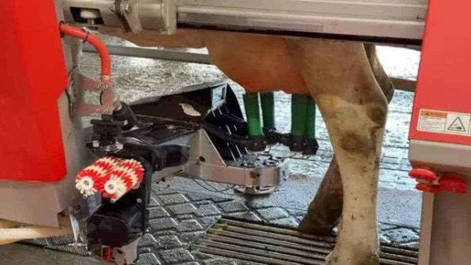Robôs de ordenha ganham espaço nas fazendas e transformam a produção de leite no Brasil