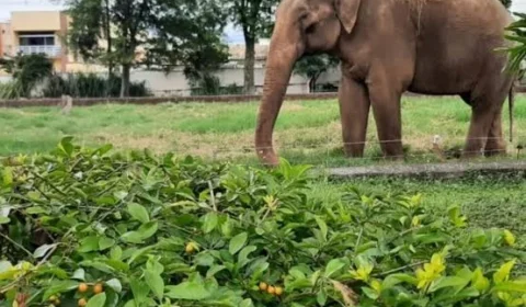 Tribunal mantém decisão e elefante Sandro deve deixar zoológico de Sorocaba após mais de 40 anos