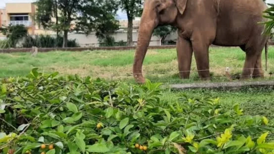 Tribunal mantém decisão e elefante Sandro deve deixar zoológico de Sorocaba após mais de 40 anos