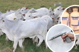China reconhece Brasil como área livre de febre aftosa após mais de 20 anos de negociação