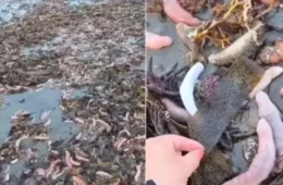 Milhares de ”peixes-pênis” cobrem faixa de areia e chamam atenção em praia da Argentina