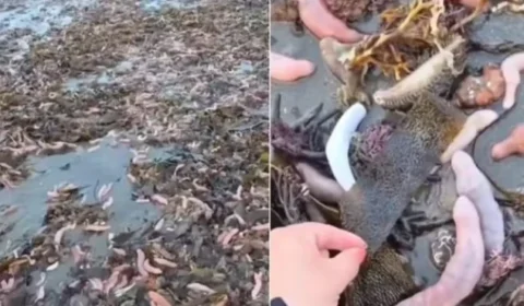 Milhares de ”peixes-pênis” cobrem faixa de areia e chamam atenção em praia da Argentina