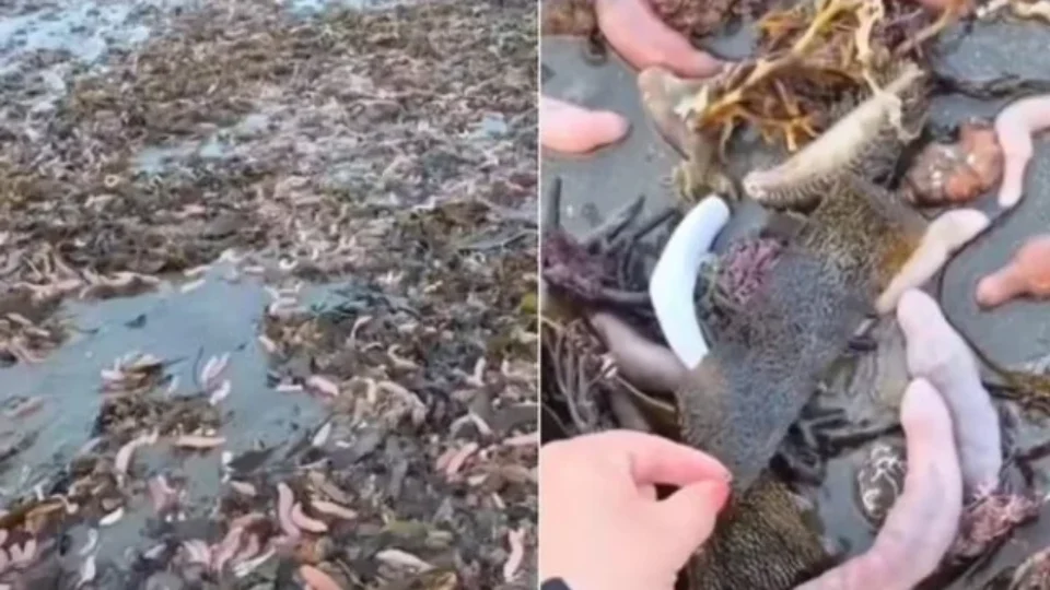 Milhares de ”peixes-pênis” cobrem faixa de areia e chamam atenção em praia da Argentina