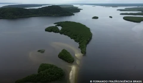 Carbono azul ganha espaço na agenda climática dos oceanos
