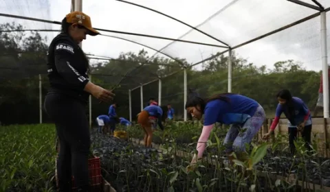 Parceria entre pesquisadores e comunidades protege mangues na Amazônia