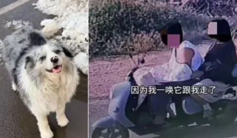 Fim trágico: cão com 1,5 milhão de seguidores é sequestrado e acaba servido como comida em restaurante
