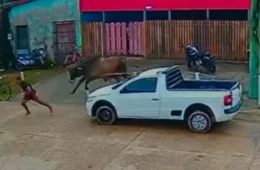 Boi foge durante transporte e persegue pessoas em cidade do Amazonas
