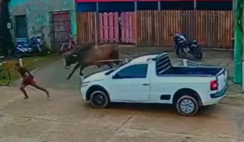 Boi foge durante transporte e persegue pessoas em cidade do Amazonas