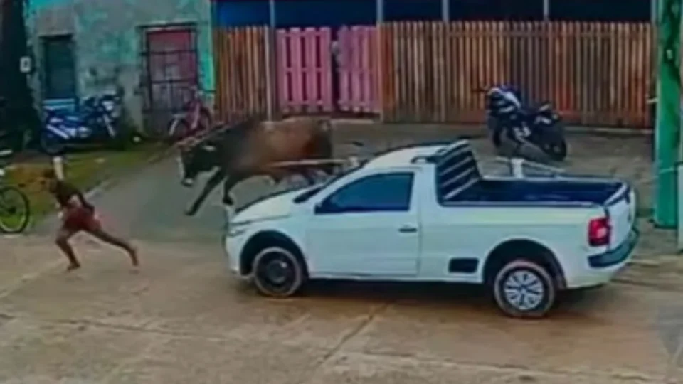 Boi foge durante transporte e persegue pessoas em cidade do Amazonas