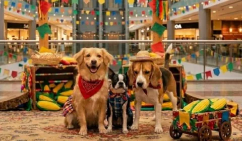 Arraial de quatro patas: Shopping na Região Norte promove evento gratuito com vacinação, adestramento e feira de adoção de animais