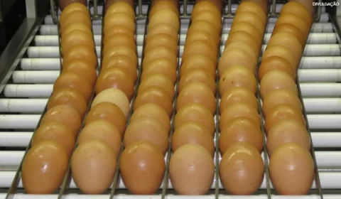 Consumo de ovos deve crescer 6% no Brasil e chegar a 307 por pessoa em 2026
