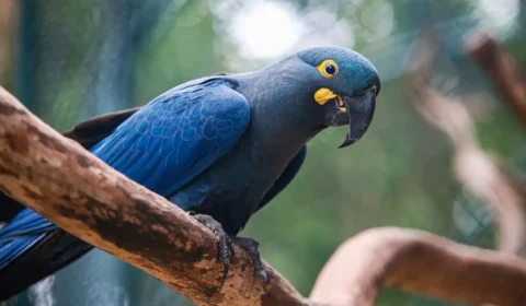 Lista de fauna ameaçada tem 180 animais incluídos e 150 retirados