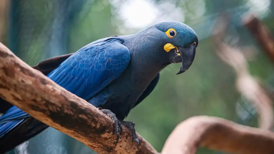 Lista de fauna ameaçada tem 180 animais incluídos e 150 retirados