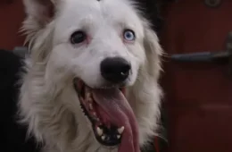 De cão de rua a herói nacional: conheça Tsunami, o cachorro que salva vidas no terremoto da Venezuela