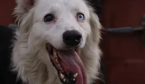 De cão de rua a herói nacional: conheça Tsunami, o cachorro que salva vidas no terremoto da Venezuela
