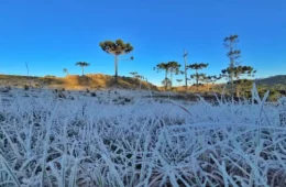 Paraná registra geadas, menor temperatura do ano e sensação térmica de até -8,4°C