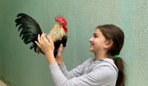 Galo muda a vida de menina de 10 anos e a ajuda a superar o luto