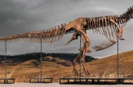fóssil de tiranossauro rex é vendido por r$ 256 milhões e entra para a história dos dinossauros