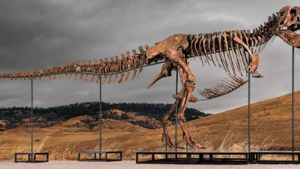 fóssil de tiranossauro rex é vendido por r$ 256 milhões e entra para a história dos dinossauros
