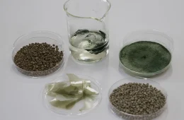 Bioinsumos na agricultura: nova tecnologia da Embrapa aumenta eficiência de fungo benéfico