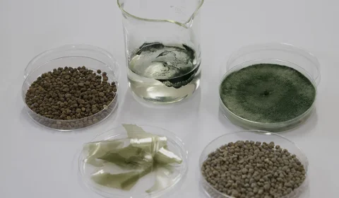 Bioinsumos na agricultura: nova tecnologia da Embrapa aumenta eficiência de fungo benéfico