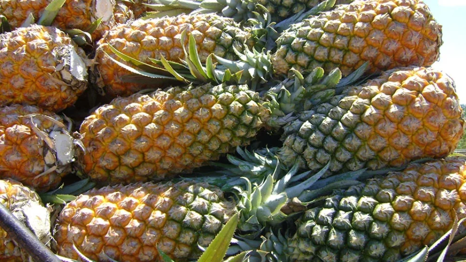 Embrapa lança guia gratuito para impulsionar a produção de abacaxi no Amazonas