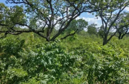Novo sistema regulamenta a recuperação da vegetação nativa brasileira e padroniza critérios para os seis biomas