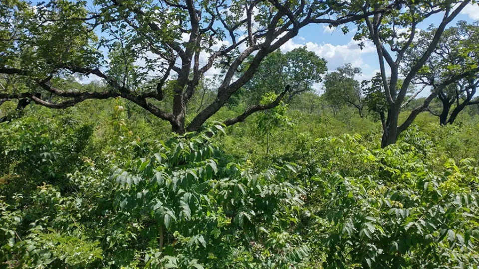 Novo sistema regulamenta a recuperação da vegetação nativa brasileira e padroniza critérios para os seis biomas