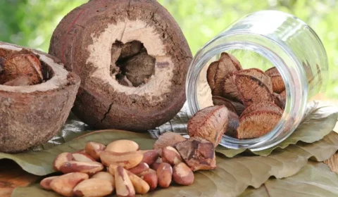 Castanha-da-Amazônia inaugura modelo que remunera indígenas pela produção e pela conservação da floresta