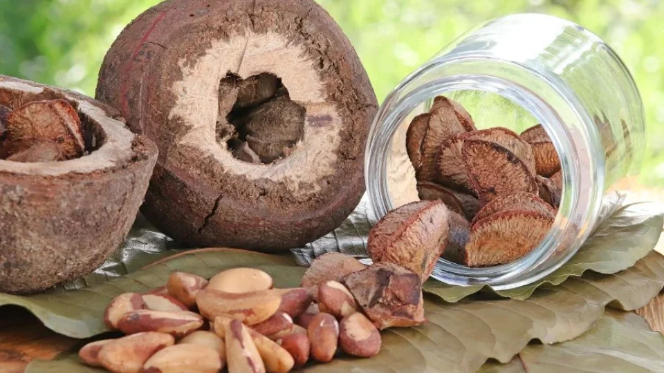 Castanha-da-Amazônia inaugura modelo que remunera indígenas pela produção e pela conservação da floresta