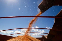 Datagro projeta nova safra recorde de soja e milho para 2026/27, mas alerta para margens mais apertadas