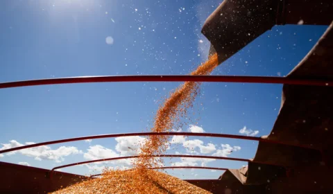 Datagro projeta nova safra recorde de soja e milho para 2026/27, mas alerta para margens mais apertadas