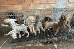 Mais de 60 animais são resgatados em canil clandestino na Zona Sul de São Paulo