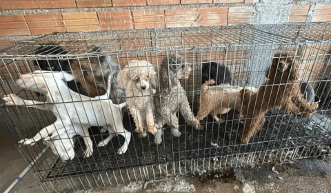 Mais de 60 animais são resgatados em canil clandestino na Zona Sul de São Paulo